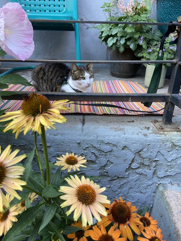 Customer photo for review titled "Looks Cute"