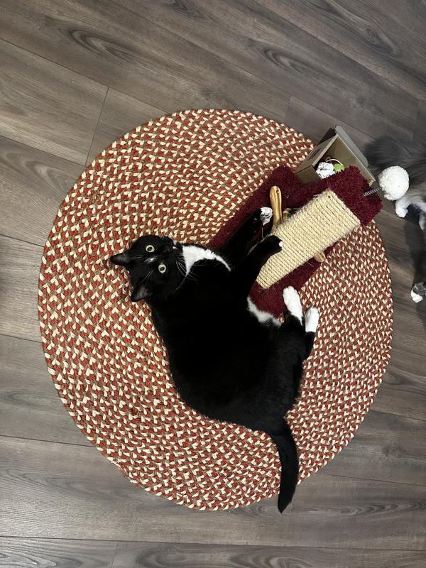 Customer photo for review titled "My cat likes it!"