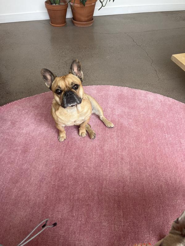 Customer photo for review titled "Best rugs hands down!"