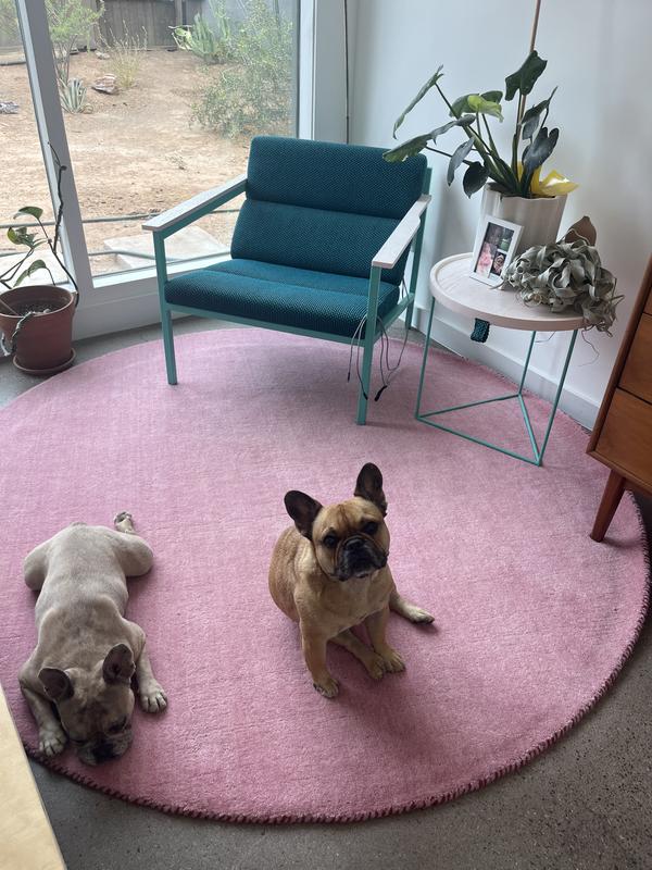 Customer photo for review titled "Best rugs hands down!"