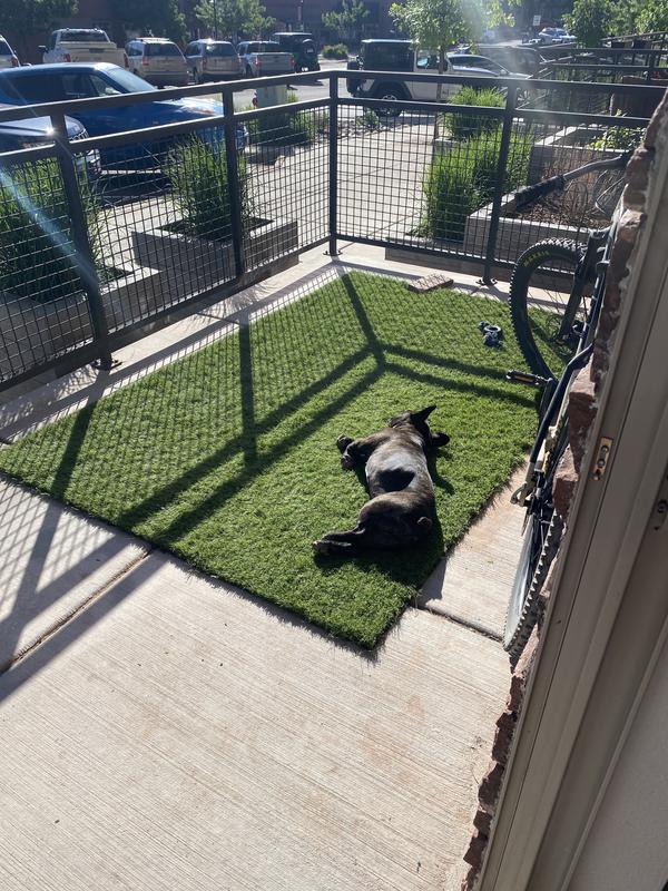 Customer photo for review titled "Rug"