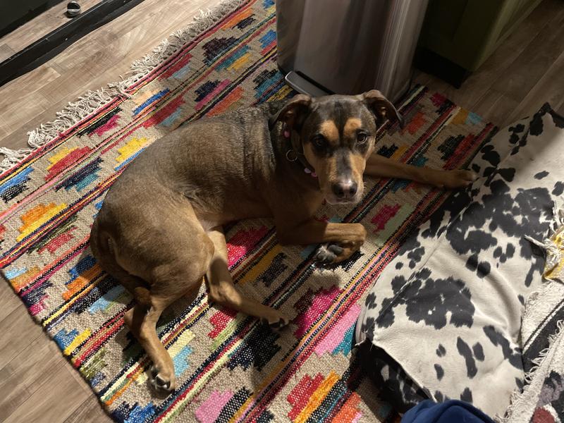 Customer photo for review titled "Colorful and cute"