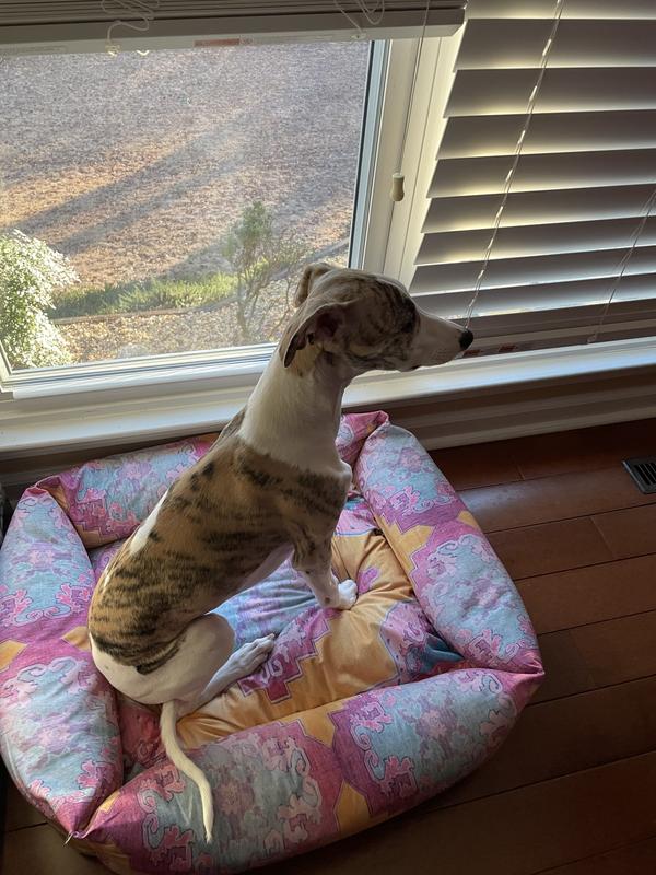 Customer photo for review titled "Dog beds"