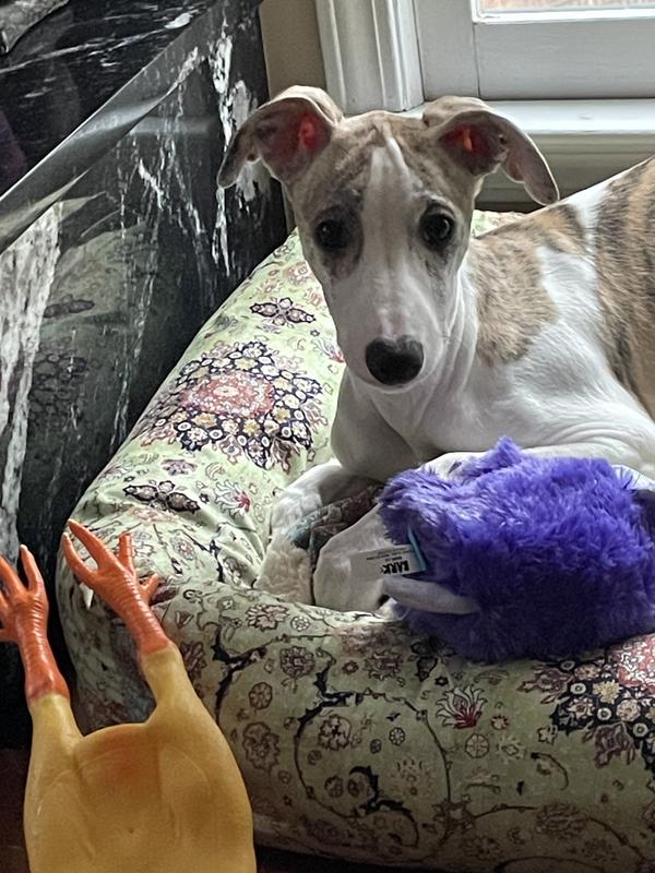 Customer photo for review titled "Dog Beds"