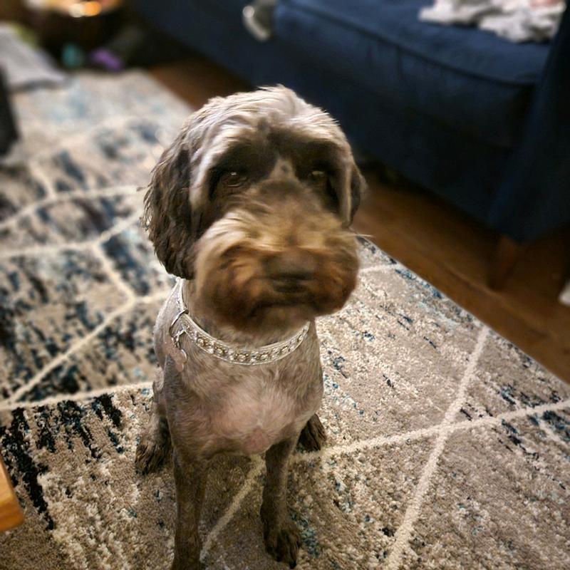 Customer photo for review titled "Great rug great price"