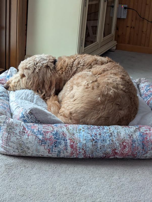 Customer photo for review titled "Rugs.com Large Pet Bed"
