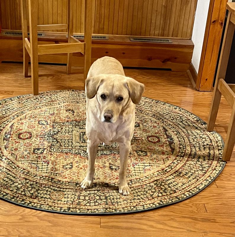 Customer photo for review titled "Beautiful Rug!"