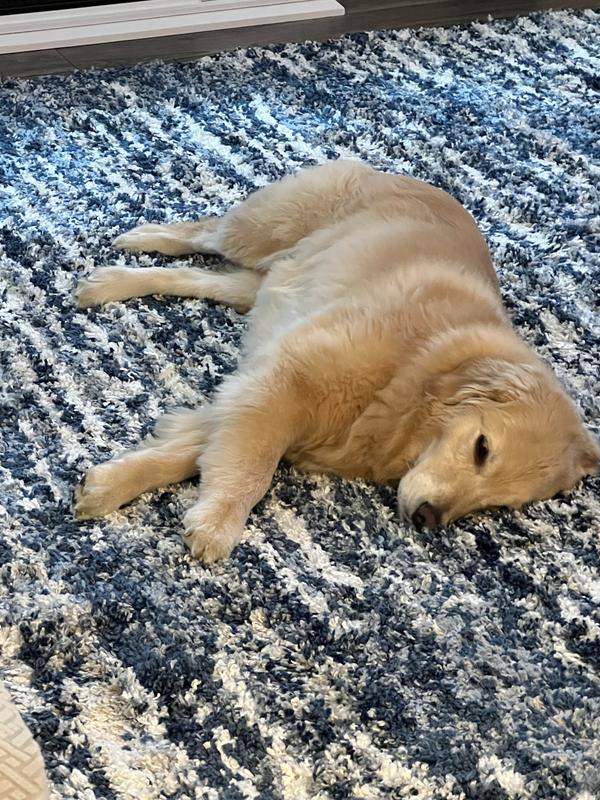 Customer photo for review titled "This rug is perfect!"