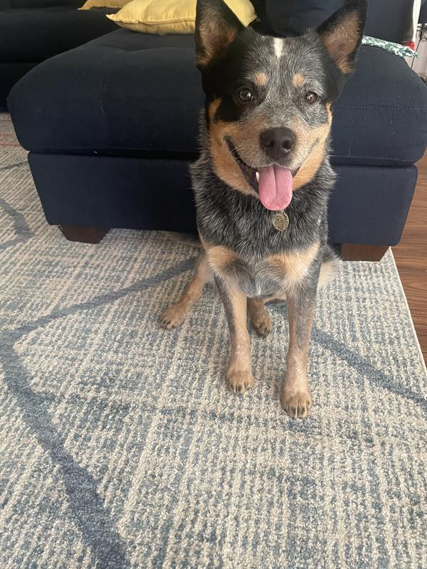 Customer photo for review titled "Aramis rug"