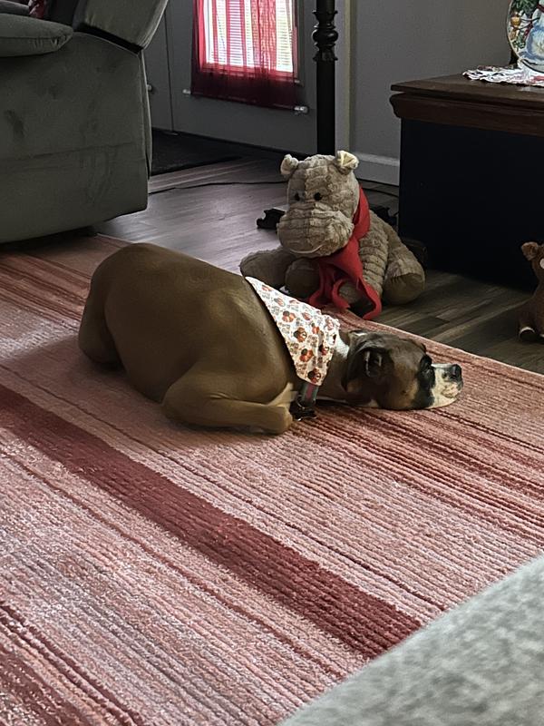 Customer photo for review titled "Candy canes that’s what it looks like"