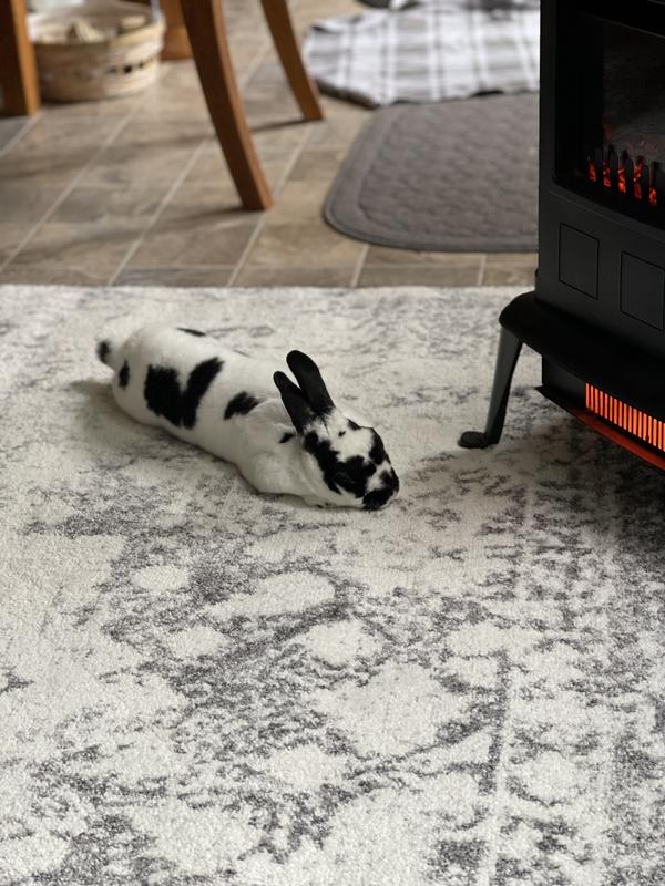 Customer photo for review titled "Great rug for a great price!"