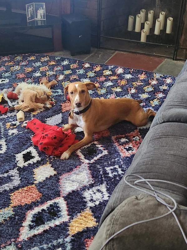 Customer photo for review titled "Even the dog loves it!"