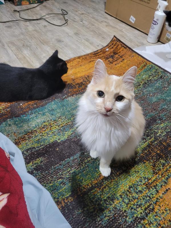 Customer photo for review titled "Love it"