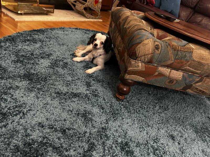 Customer photo for review titled "Soft even the dog loves it!"