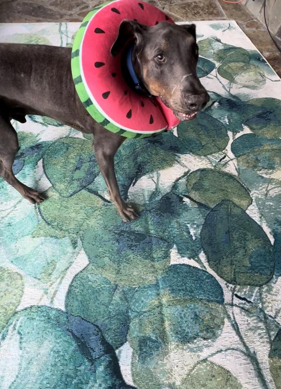 Customer photo for review titled "Super happy with this rug!"