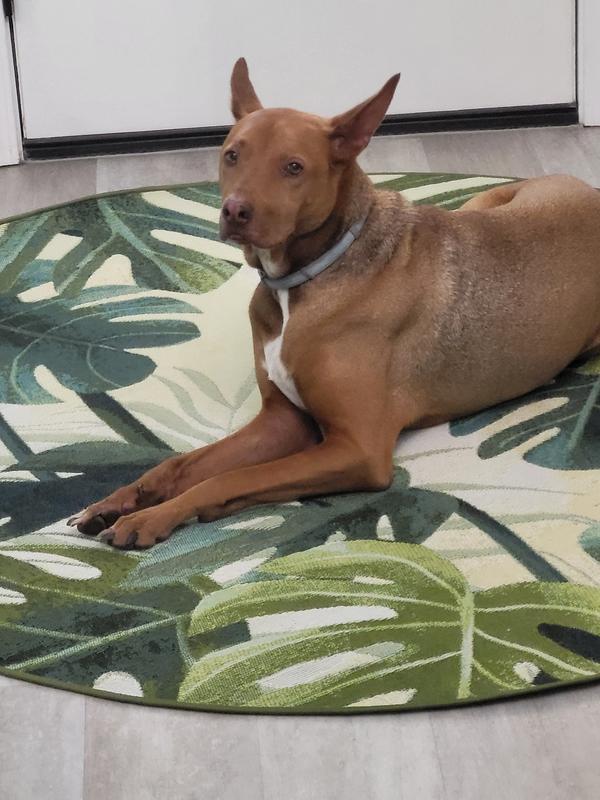 Customer photo for review titled "Inside perfect!"