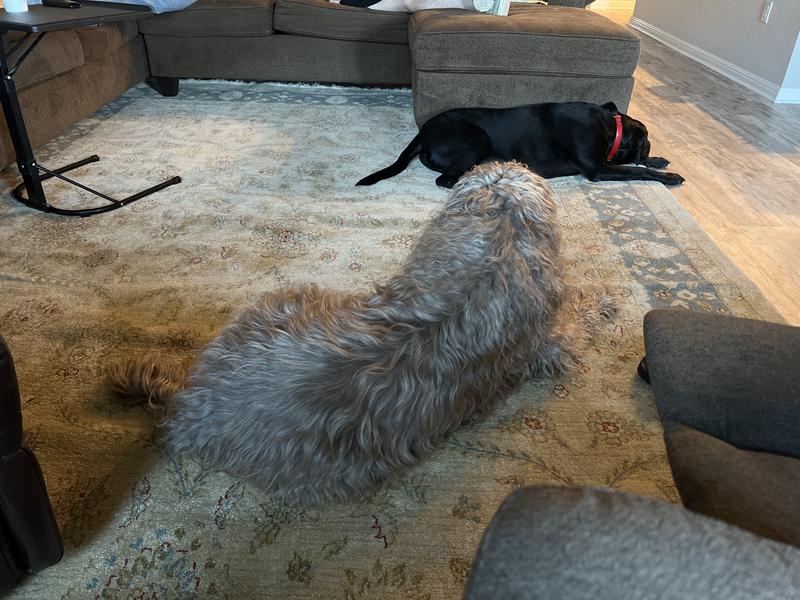 Customer photo for review titled "Boosts our living room"