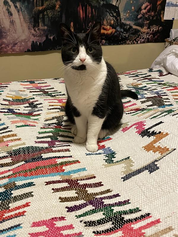 Customer photo for review titled "I’d purchase again"