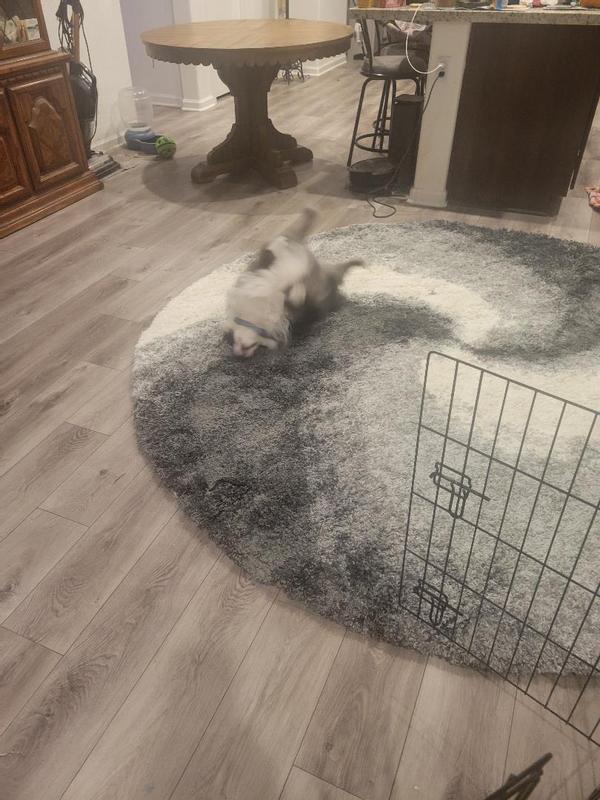 Customer photo for review titled "Beautiful Rug"