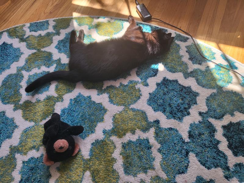 Customer photo for review titled "Beautiful rug"