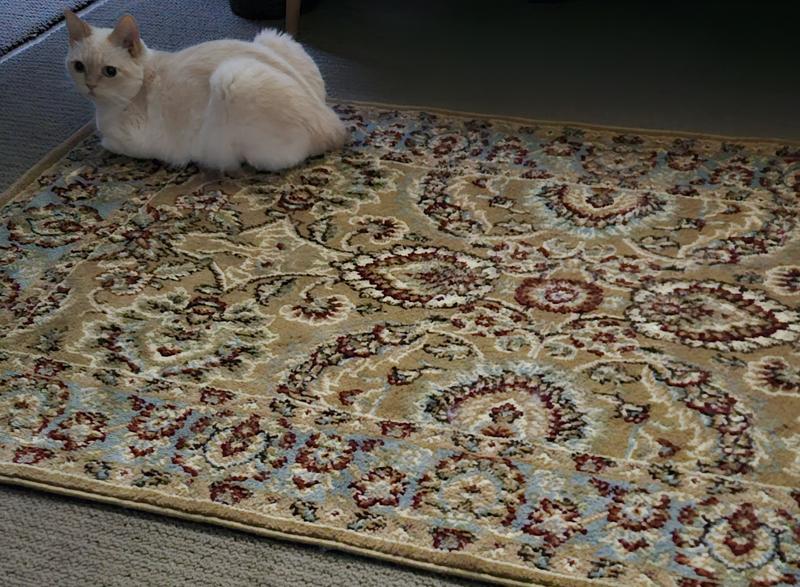 Customer photo for review titled "Definitely buy it!"