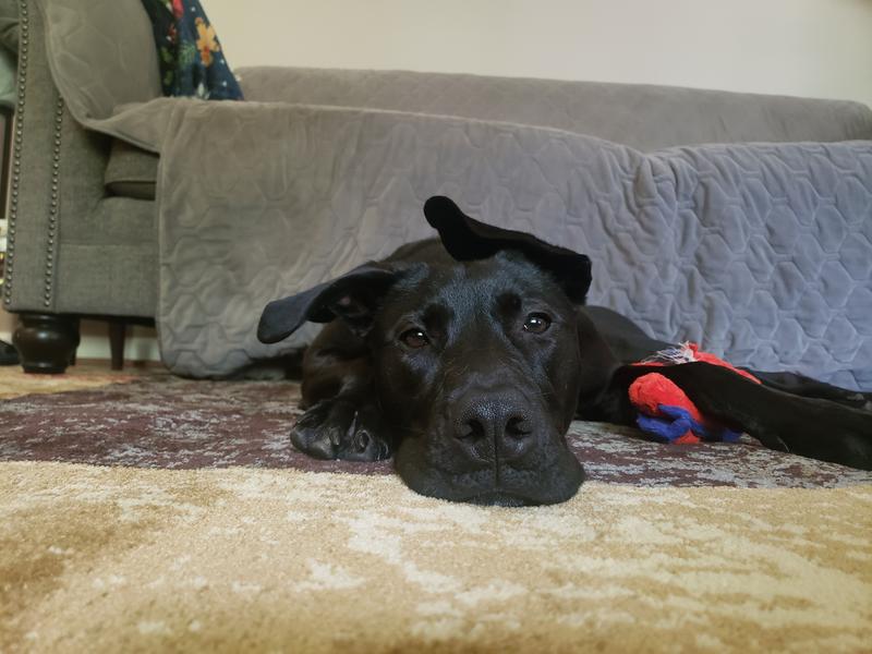 Customer photo for review titled "Great quality"