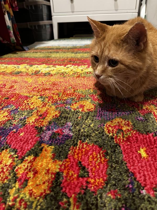 Customer photo for review titled "Simply a good rug!"