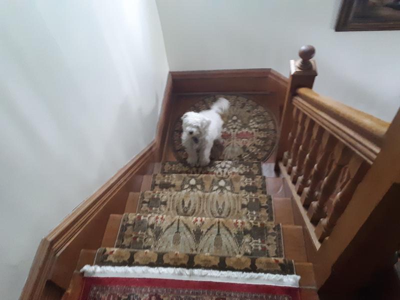 Customer photo for review titled "Used runner to carpet stairs."