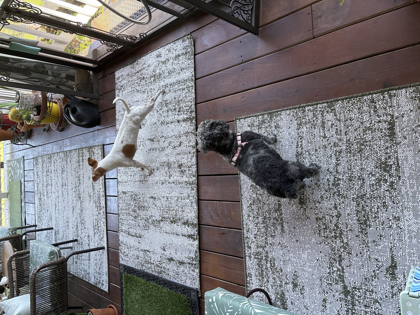 Customer photo for review titled "Nice practical rug for covered porch."