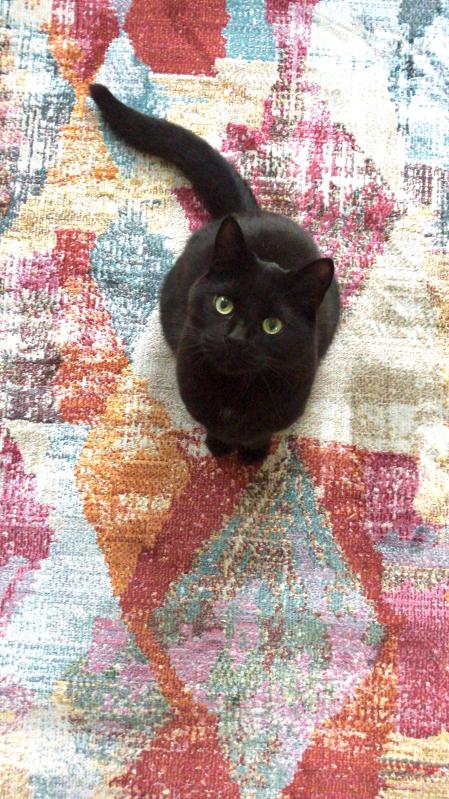 Customer photo for review titled "Gorgeous Colour!"