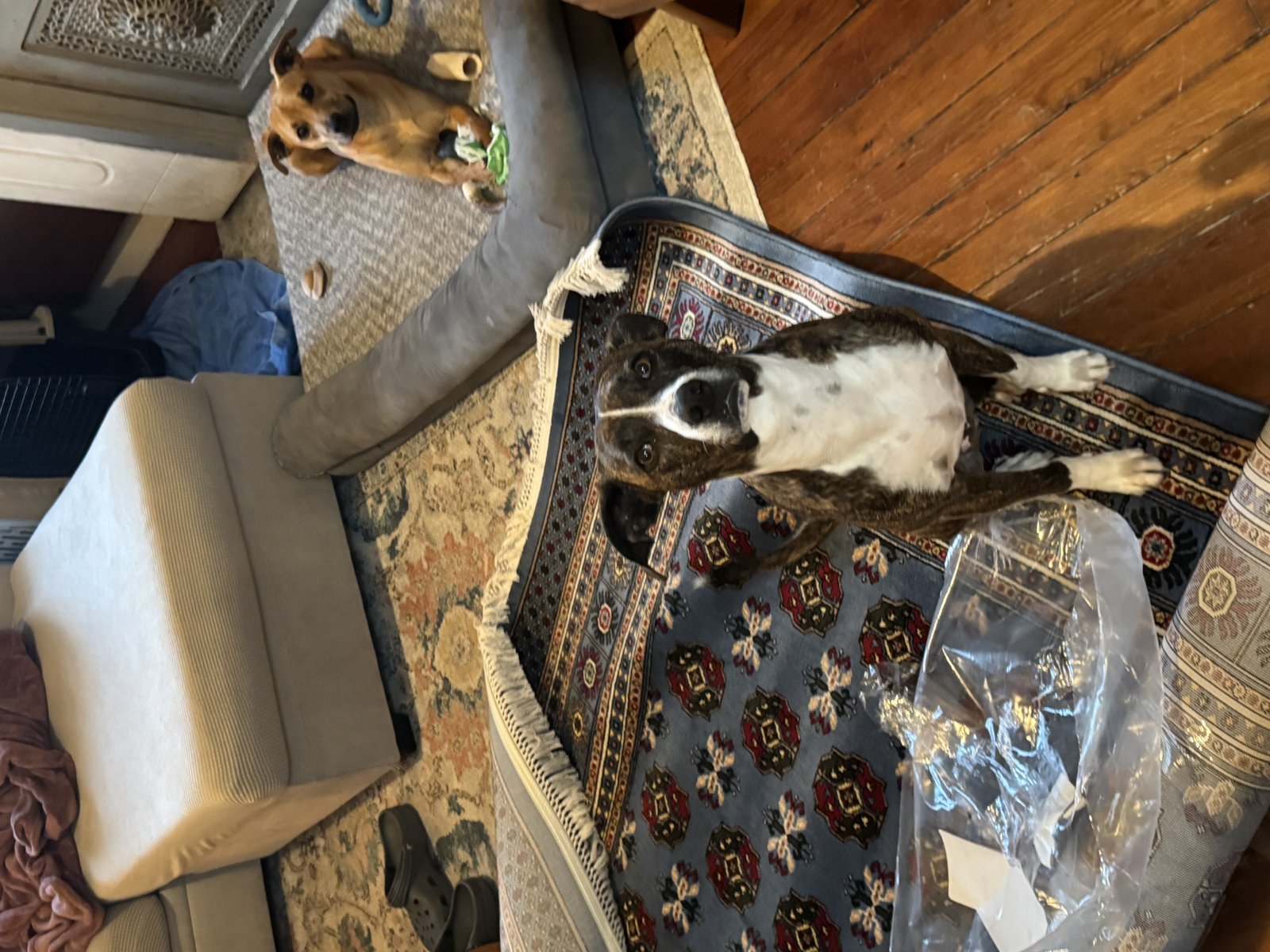 Customer photo for review titled "Beautiful!!"