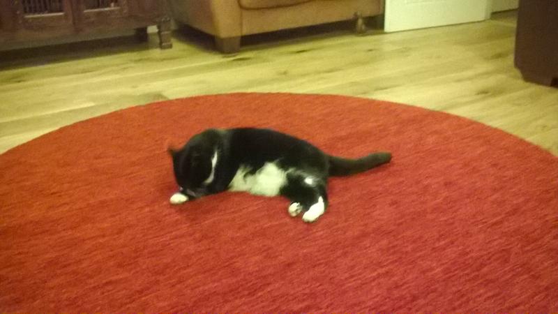 Customer photo for review titled "What a lovely rug!"